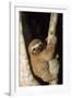 Three-Toed Sloth-null-Framed Photographic Print