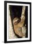 Three-Toed Sloth-null-Framed Photographic Print