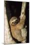 Three-Toed Sloth-null-Mounted Photographic Print