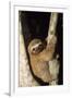 Three-Toed Sloth-null-Framed Photographic Print