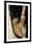 Three-Toed Sloth-null-Framed Photographic Print