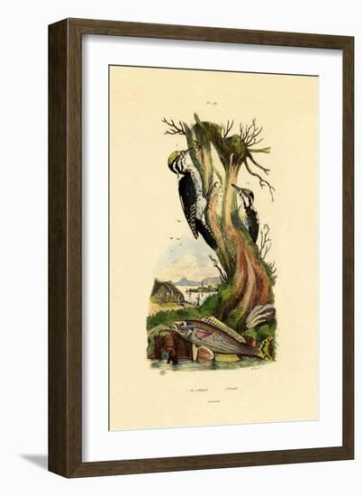 Three-Toed Woodpecker, 1833-39-null-Framed Giclee Print