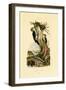 Three-Toed Woodpecker, 1833-39-null-Framed Giclee Print