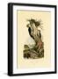 Three-Toed Woodpecker, 1833-39-null-Framed Giclee Print