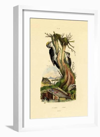 Three-Toed Woodpecker, 1833-39-null-Framed Giclee Print