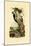 Three-Toed Woodpecker, 1833-39-null-Mounted Giclee Print