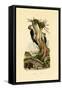 Three-Toed Woodpecker, 1833-39-null-Framed Stretched Canvas