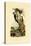 Three-Toed Woodpecker, 1833-39-null-Stretched Canvas