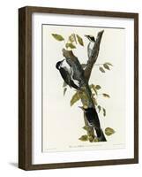 Three Toed Woodpecker-null-Framed Giclee Print