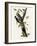 Three Toed Woodpecker-null-Framed Giclee Print