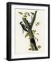 Three Toed Woodpecker-null-Framed Giclee Print