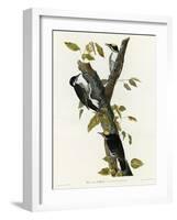 Three Toed Woodpecker-null-Framed Giclee Print