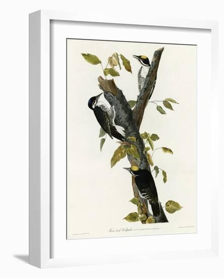 Three Toed Woodpecker-null-Framed Giclee Print