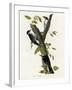 Three Toed Woodpecker-null-Framed Giclee Print