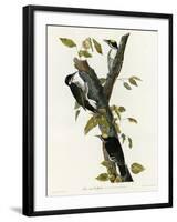 Three Toed Woodpecker-null-Framed Giclee Print