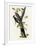 Three Toed Woodpecker-null-Framed Giclee Print