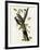 Three Toed Woodpecker-null-Framed Giclee Print