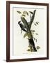 Three Toed Woodpecker-null-Framed Giclee Print