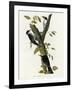 Three Toed Woodpecker-null-Framed Giclee Print