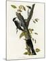 Three Toed Woodpecker-null-Mounted Giclee Print