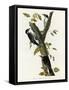 Three Toed Woodpecker-null-Framed Stretched Canvas