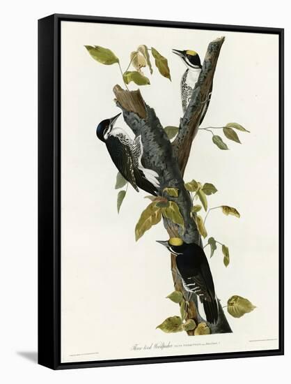 Three Toed Woodpecker-null-Framed Stretched Canvas