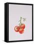 Three Tomatoes on the Vine, 1997-Alison Cooper-Framed Stretched Canvas