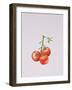 Three Tomatoes on the Vine, 1997-Alison Cooper-Framed Giclee Print