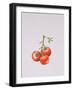 Three Tomatoes on the Vine, 1997-Alison Cooper-Framed Giclee Print