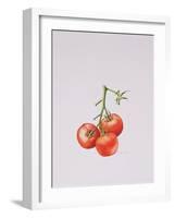Three Tomatoes on the Vine, 1997-Alison Cooper-Framed Giclee Print
