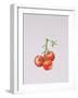 Three Tomatoes on the Vine, 1997-Alison Cooper-Framed Giclee Print