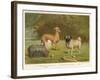 Three Toy Dogs, a Pug an Italian Greyhound and a Yorkshire Terrier-null-Framed Photographic Print