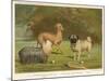 Three Toy Dogs, a Pug an Italian Greyhound and a Yorkshire Terrier-null-Mounted Photographic Print