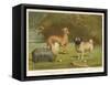 Three Toy Dogs, a Pug an Italian Greyhound and a Yorkshire Terrier-null-Framed Stretched Canvas