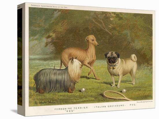 Three Toy Dogs, a Pug an Italian Greyhound and a Yorkshire Terrier-null-Stretched Canvas