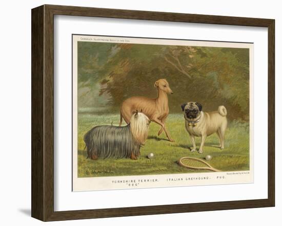 Three Toy Dogs, a Pug an Italian Greyhound and a Yorkshire Terrier-null-Framed Photographic Print