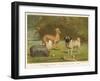 Three Toy Dogs, a Pug an Italian Greyhound and a Yorkshire Terrier-null-Framed Photographic Print