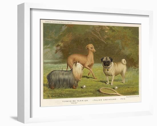 Three Toy Dogs, a Pug an Italian Greyhound and a Yorkshire Terrier-null-Framed Photographic Print