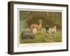 Three Toy Dogs, a Pug an Italian Greyhound and a Yorkshire Terrier-null-Framed Premium Photographic Print