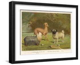 Three Toy Dogs, a Pug an Italian Greyhound and a Yorkshire Terrier-null-Framed Premium Photographic Print