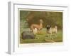 Three Toy Dogs, a Pug an Italian Greyhound and a Yorkshire Terrier-null-Framed Premium Photographic Print