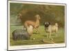 Three Toy Dogs, a Pug an Italian Greyhound and a Yorkshire Terrier-null-Mounted Premium Photographic Print