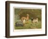 Three Toy Dogs, a Pug an Italian Greyhound and a Yorkshire Terrier-null-Framed Photographic Print