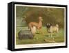 Three Toy Dogs, a Pug an Italian Greyhound and a Yorkshire Terrier-null-Framed Stretched Canvas