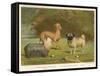 Three Toy Dogs, a Pug an Italian Greyhound and a Yorkshire Terrier-null-Framed Stretched Canvas