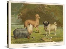 Three Toy Dogs, a Pug an Italian Greyhound and a Yorkshire Terrier-null-Stretched Canvas