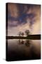 Three Trees Reflected in a Pond in Richmond Park at Night-Alex Saberi-Stretched Canvas