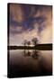 Three Trees Reflected in a Pond in Richmond Park at Night-Alex Saberi-Stretched Canvas