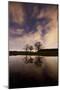 Three Trees Reflected in a Pond in Richmond Park at Night-Alex Saberi-Mounted Photographic Print