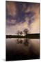 Three Trees Reflected in a Pond in Richmond Park at Night-Alex Saberi-Mounted Photographic Print